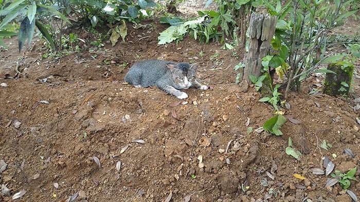 sad photo of a devastated cat mourning on owner's grave