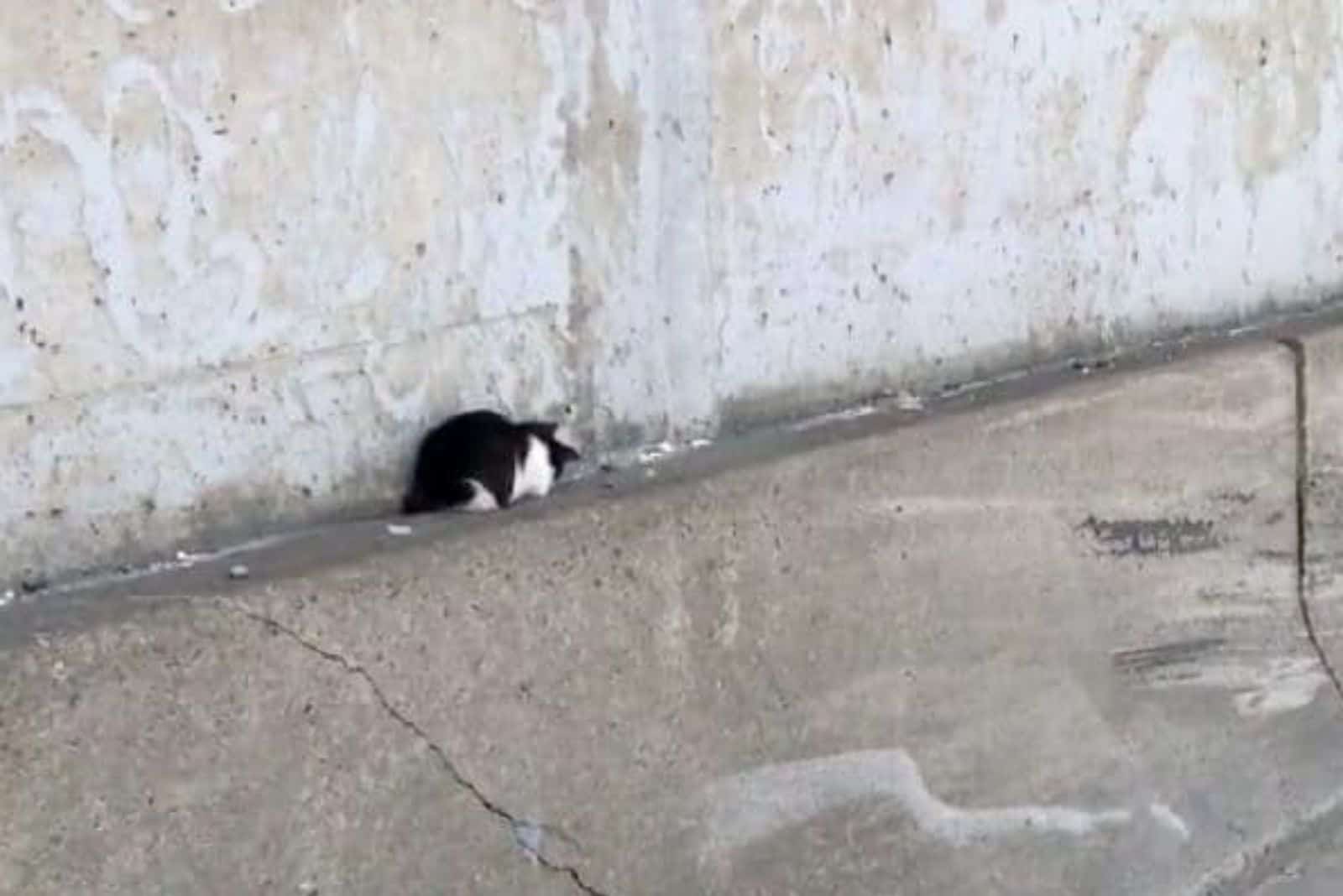 small black and white kitten abandoned on the street