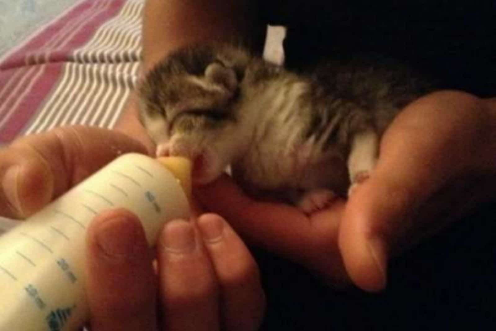 small kitten being bottle fed to survive