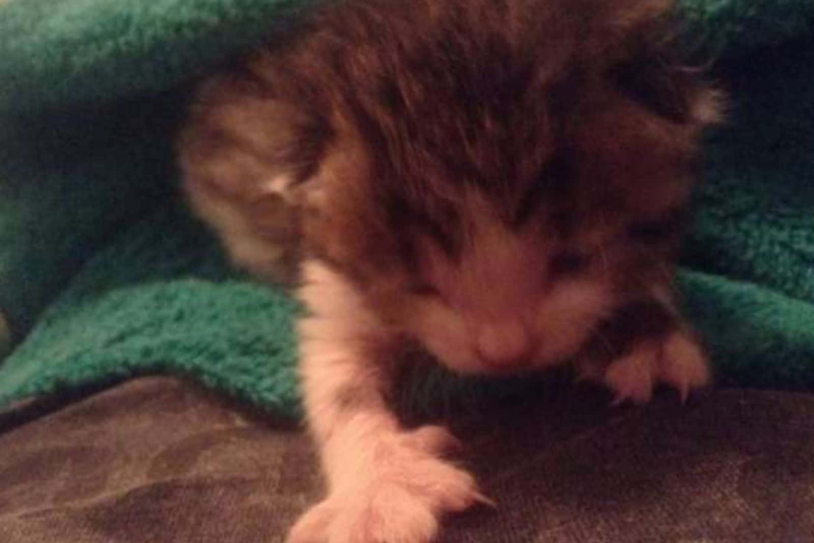 small kitten gaining weight after being rescued