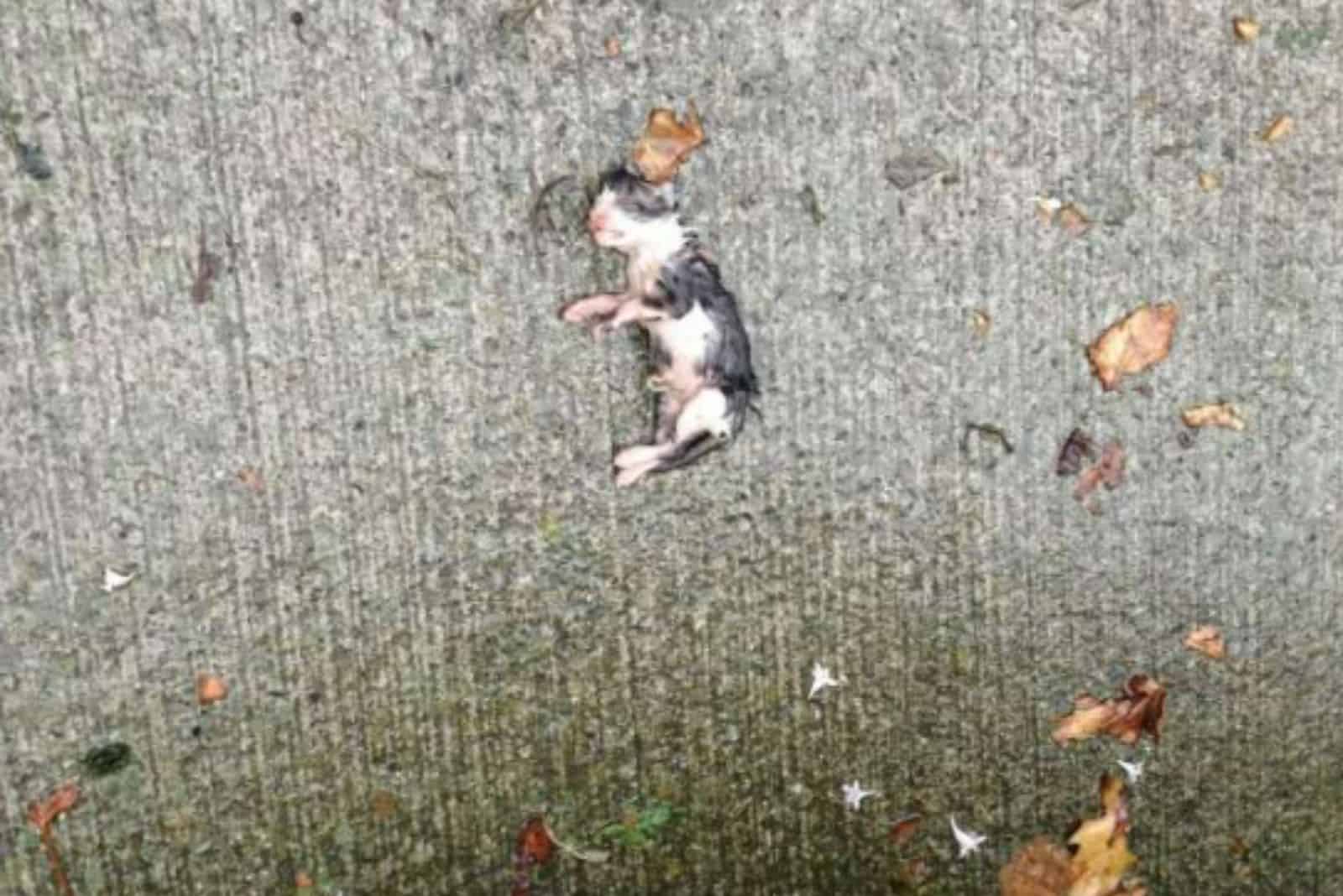 small soaked kitten lying on the pavement