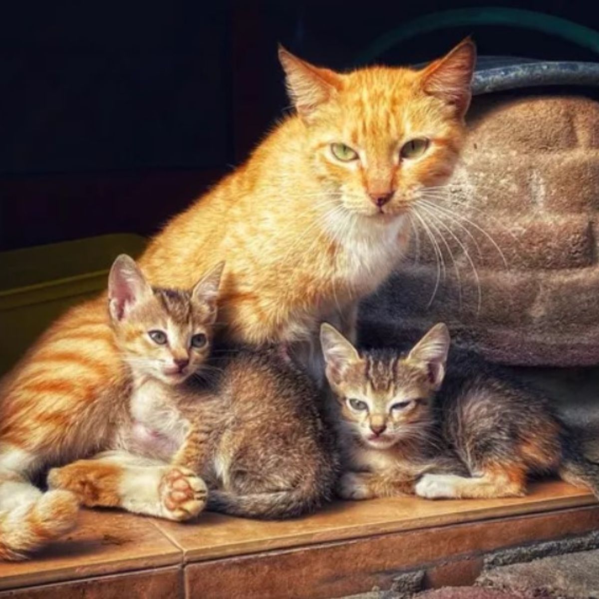 stray family