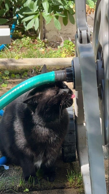 the cat drinks water from a punctured hose