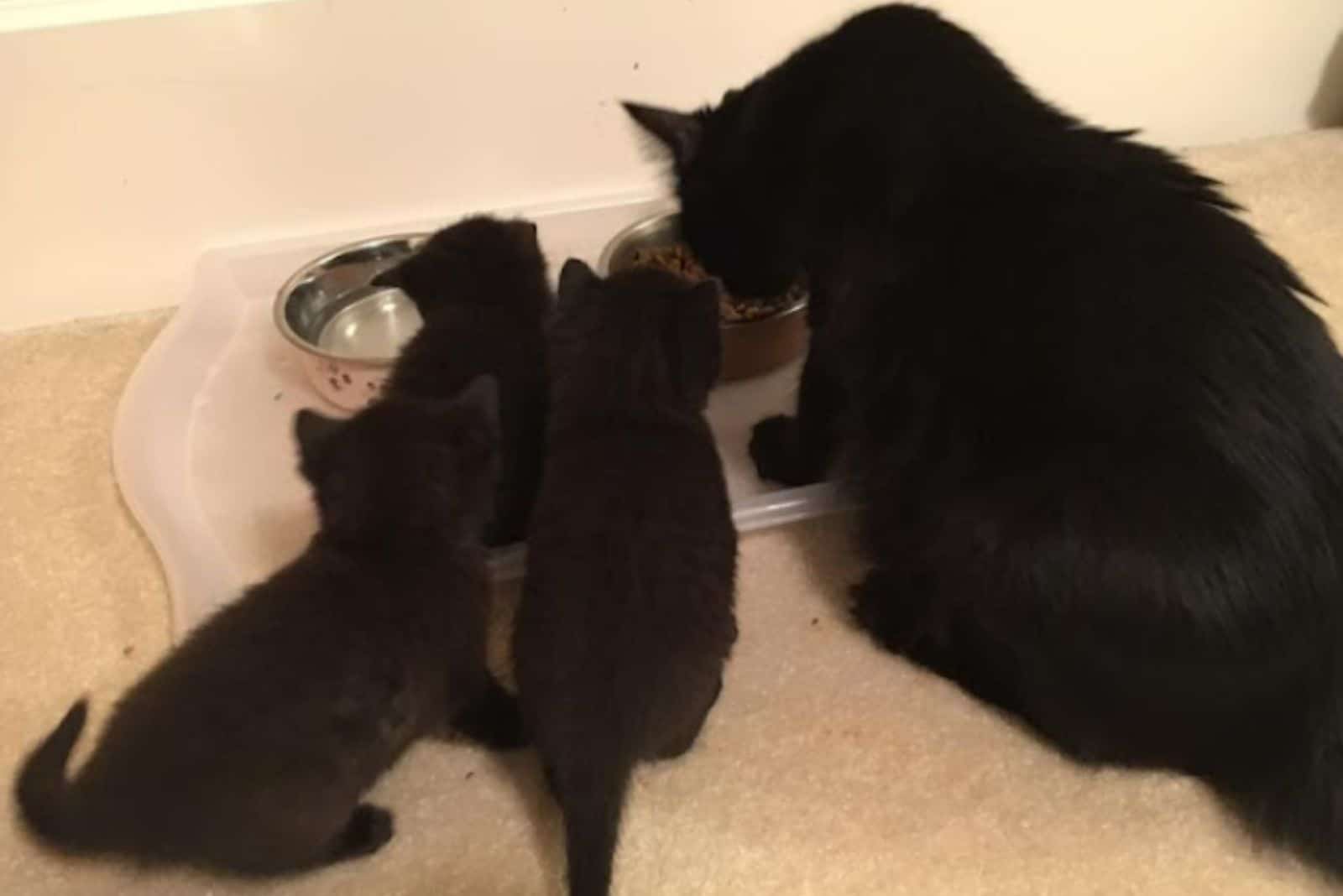 the cat is eating food the kittens are sitting next to her