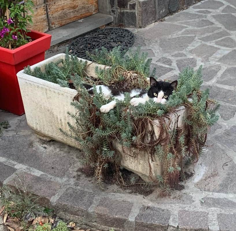the cat is lying in the pot