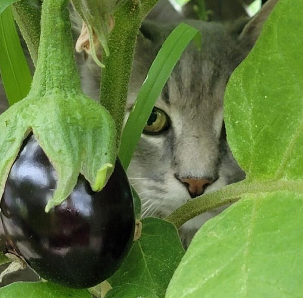 the cat peeks out from behind the eggplant