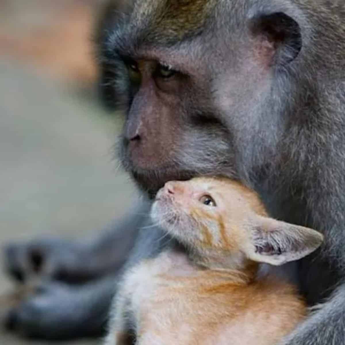 the kitten enjoys the monkey's hug