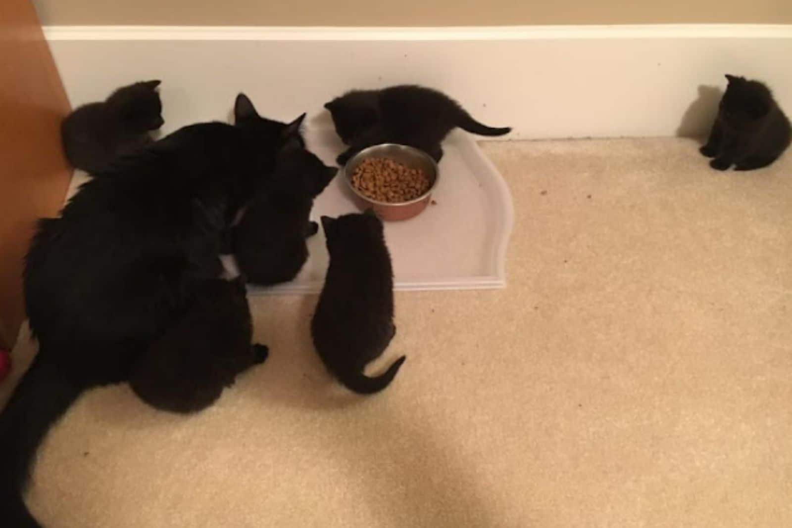 the kittens walk around the food with their mother