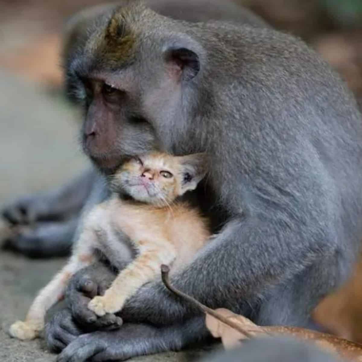 the monkey is holding the kitten in its arms, resting its head on his