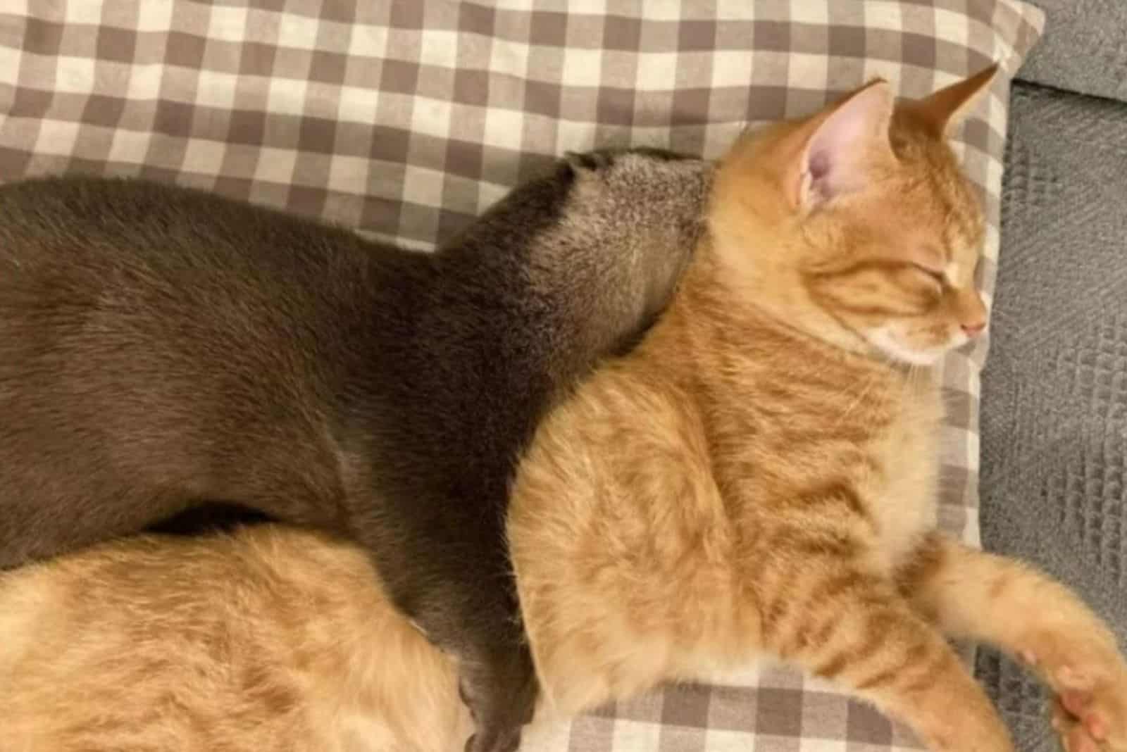 the otter sleeps in the cat's arms