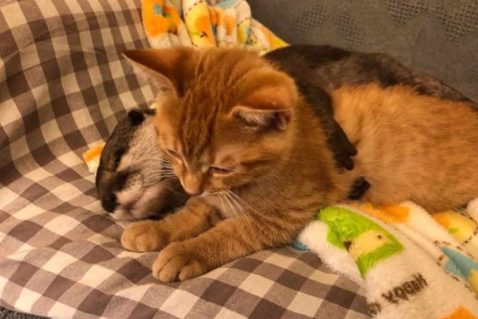 the otter sleeps next to the yellow cat