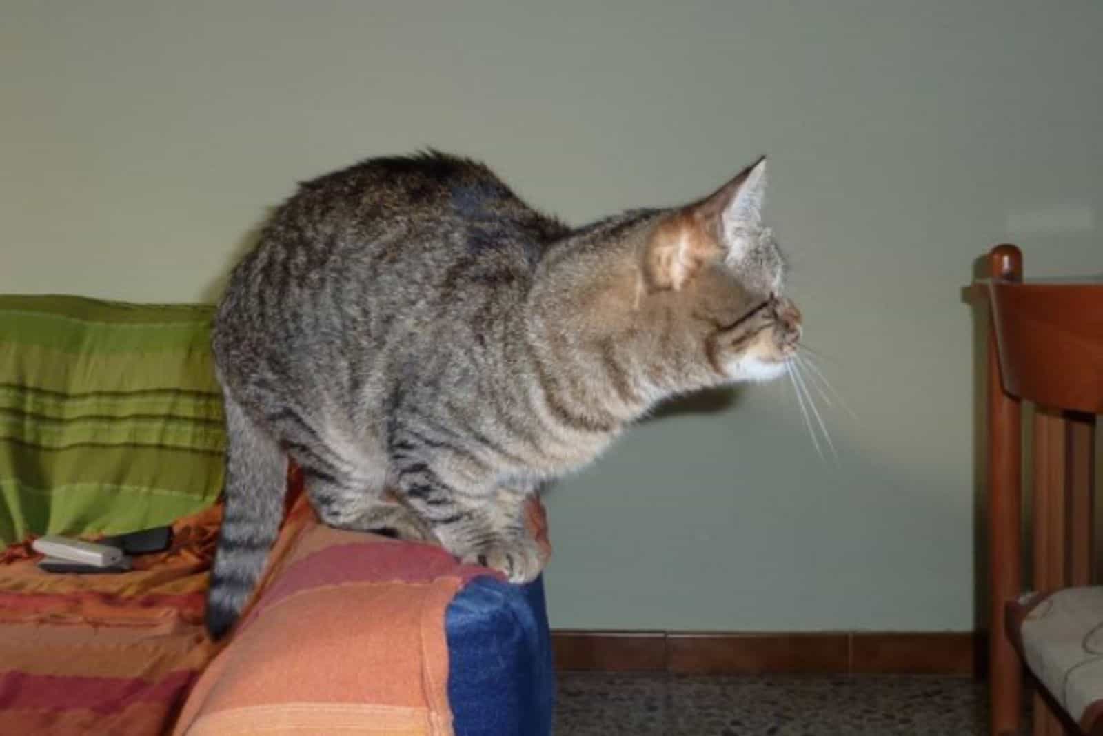 the rescued cat is standing on the armchair