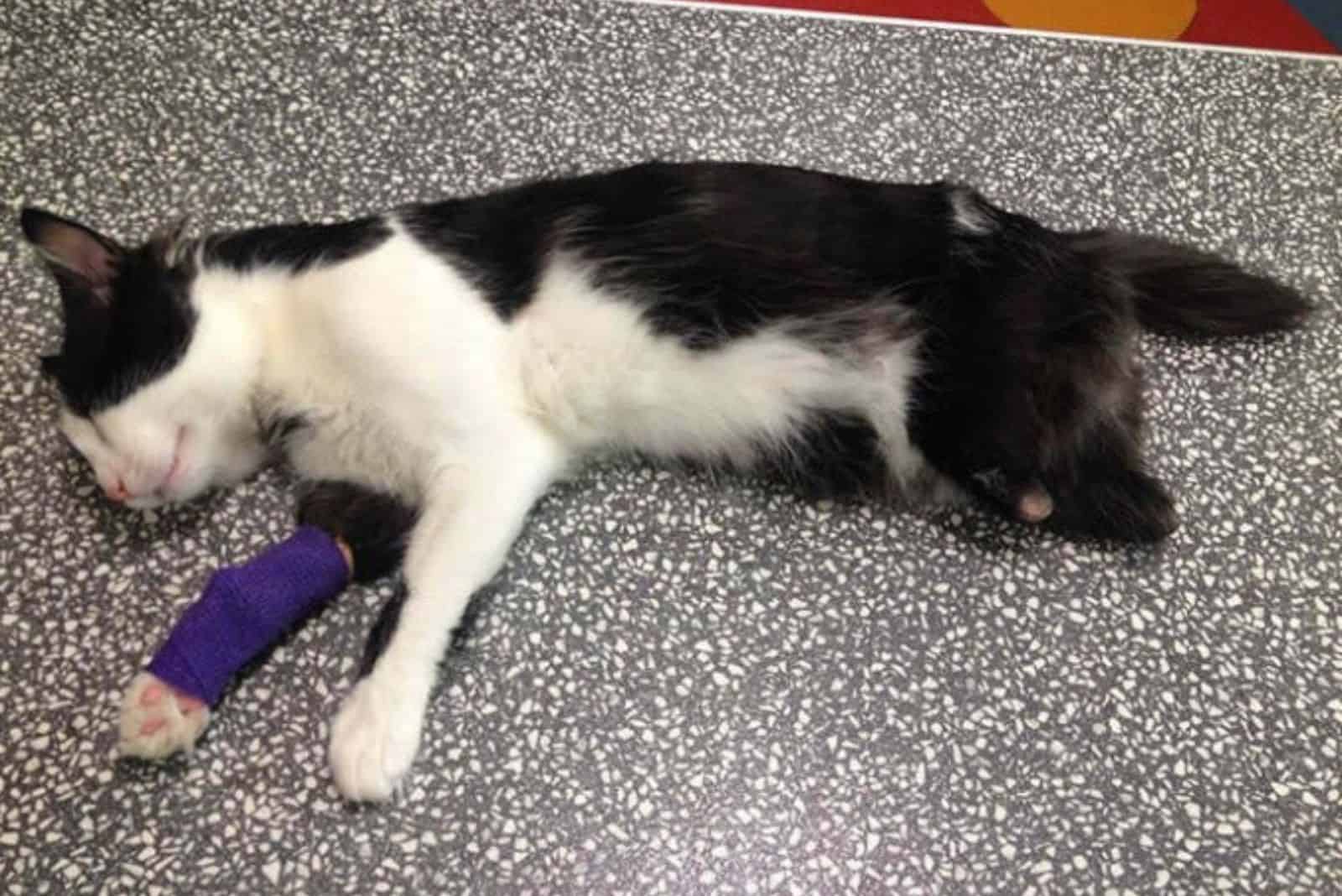 the rescued cat lies with its paw wrapped