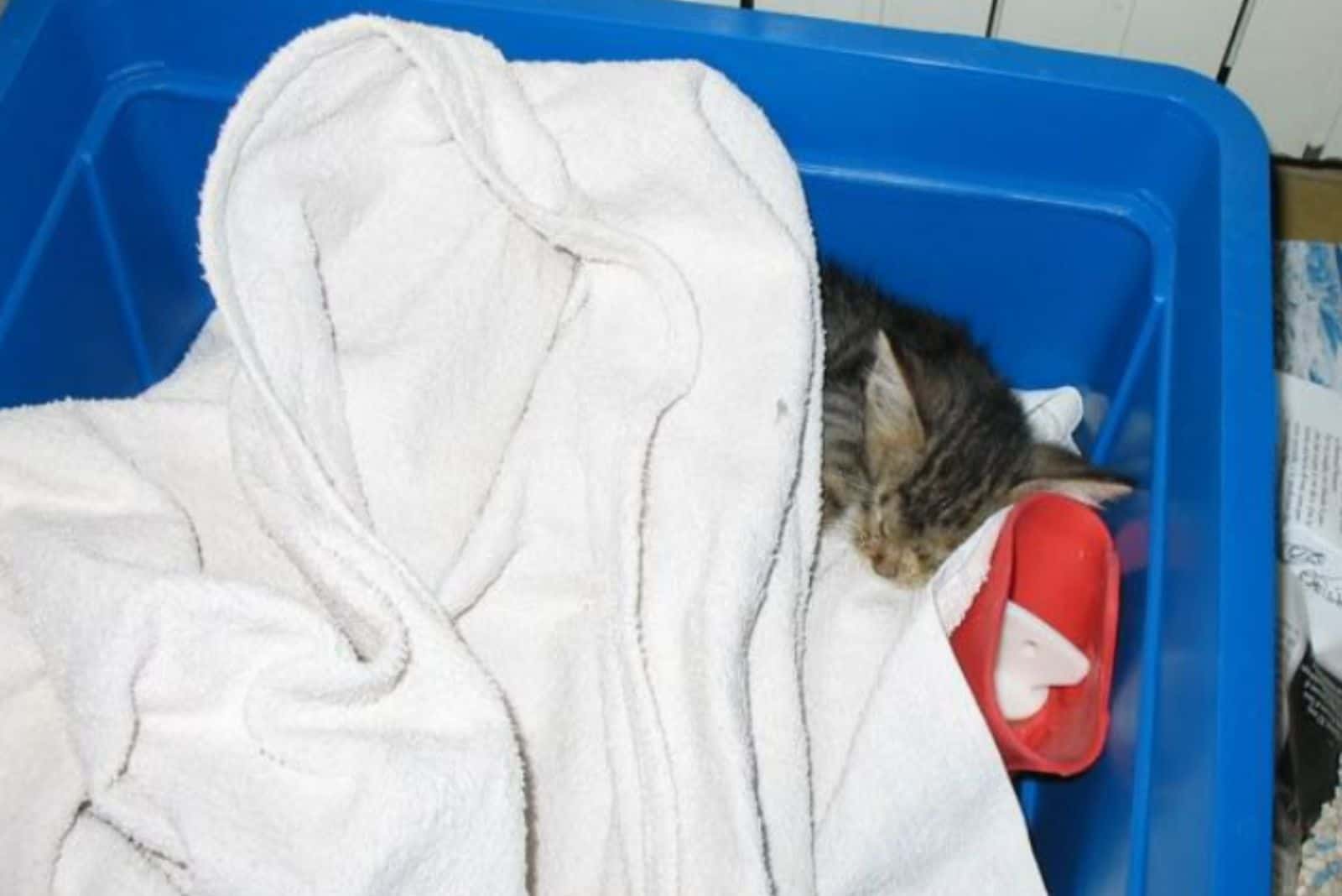 the rescued kitten sleeps in a box