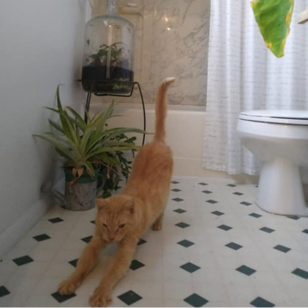 the yellow cat stretches in the bathroom