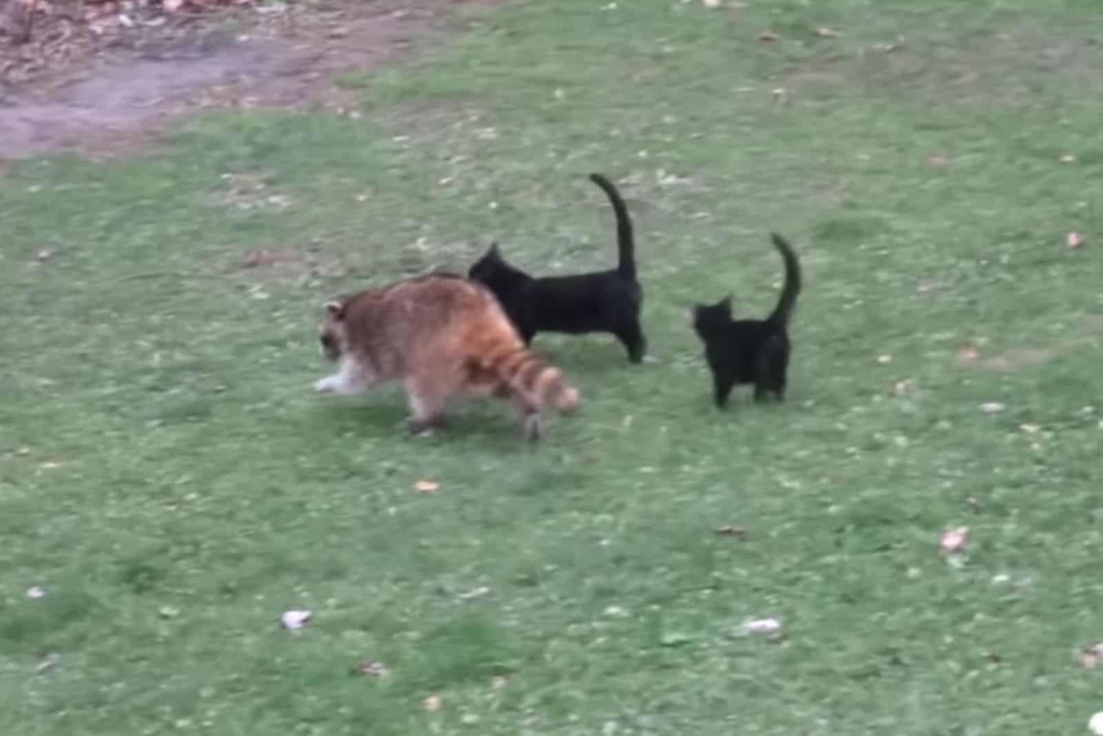 two black stray kittens and a raccoon in backyard
