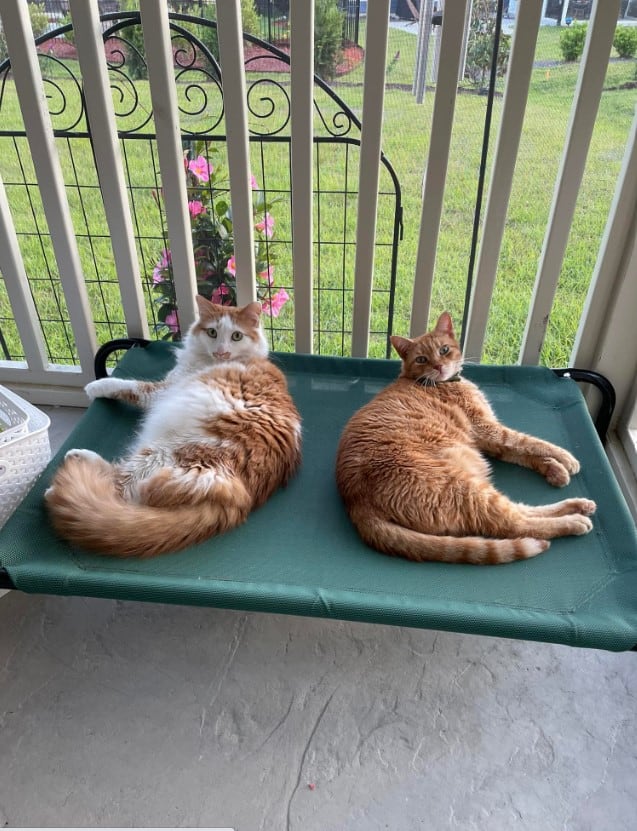 two cats are enjoying themselves on a lounger