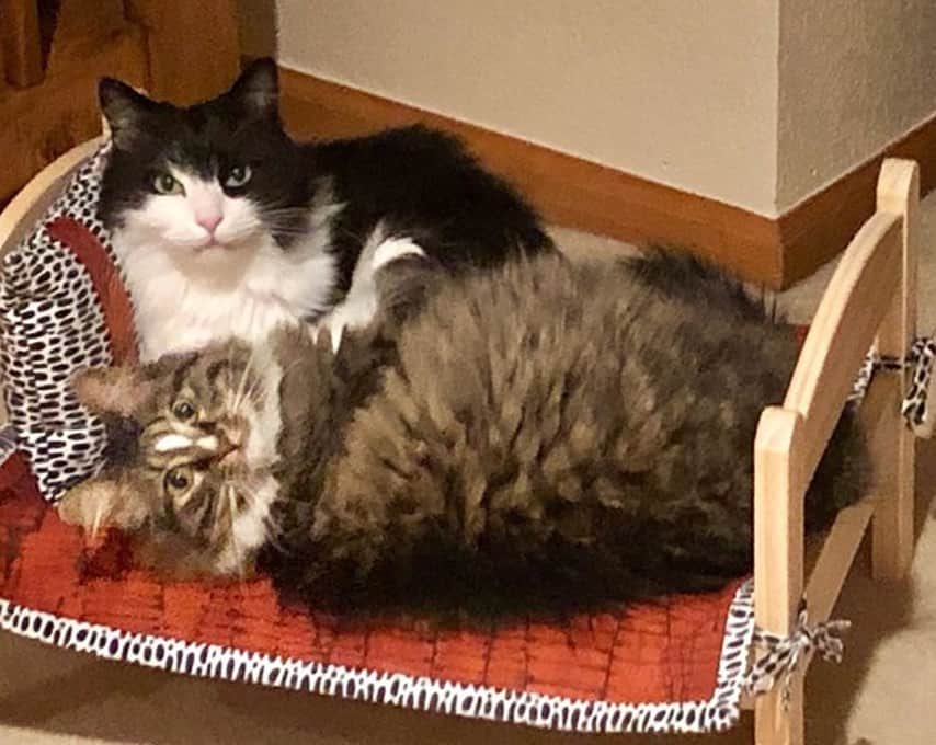 two cats cuddling on ikea doll bed