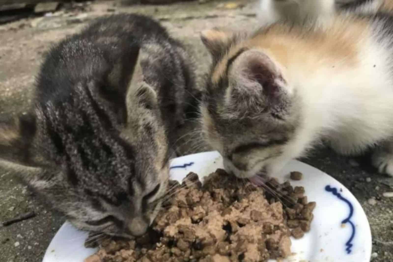 two cats eating cat food on a plate