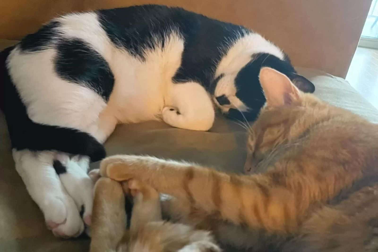 two cats laying