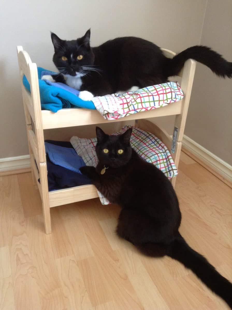two cats on a bunk bed