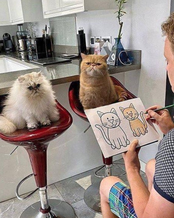 two cats sit on a chair and pose while a man takes a picture of them