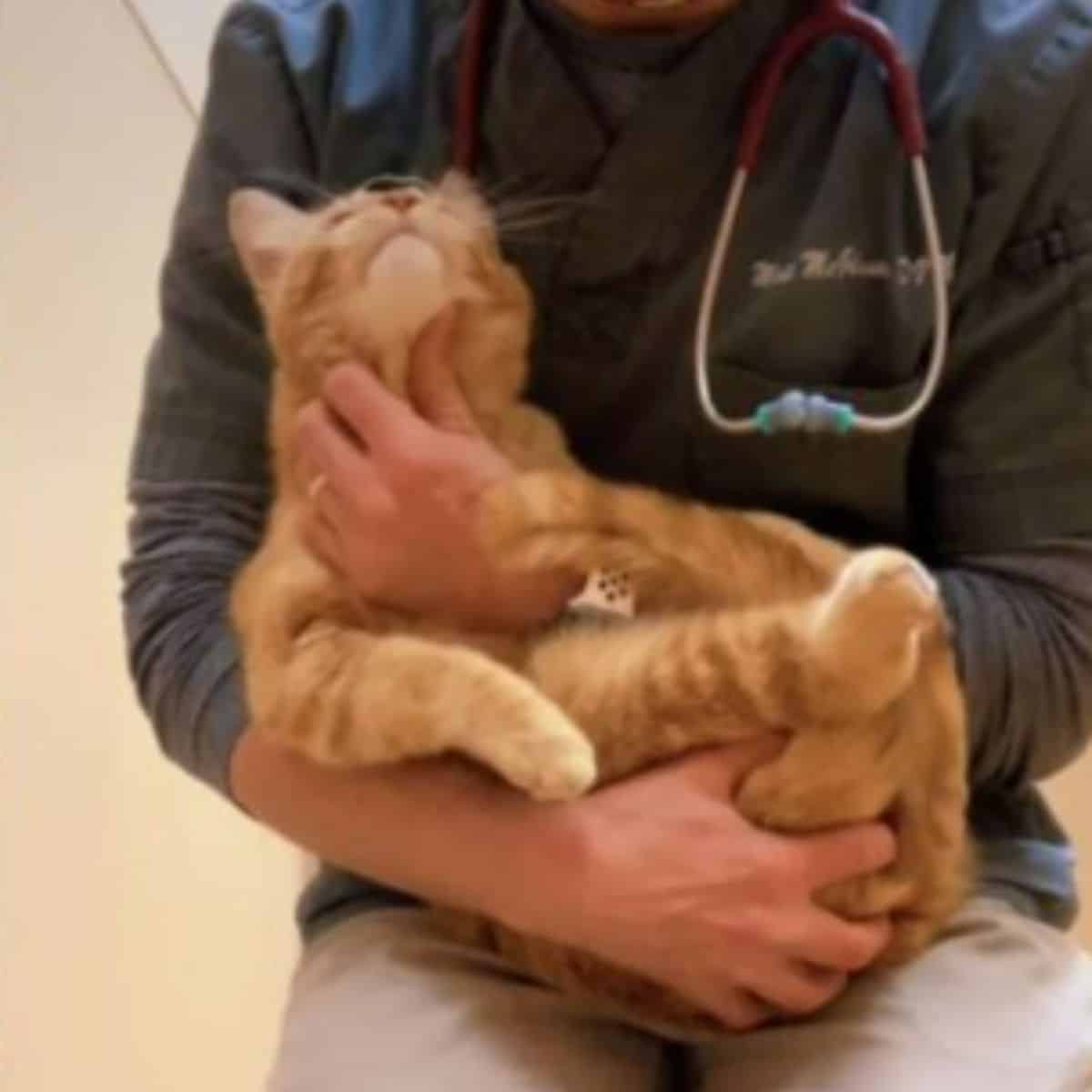 veterinarian holding a cat