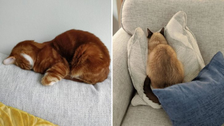15 Photos Of Cats Faceplanting And Smushing Their Faces Into Stuff