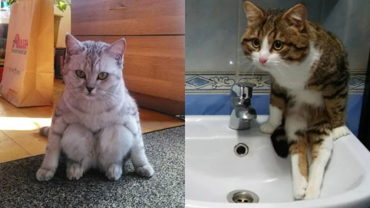 18 Photos Of Cats Who Forgot How To Sit