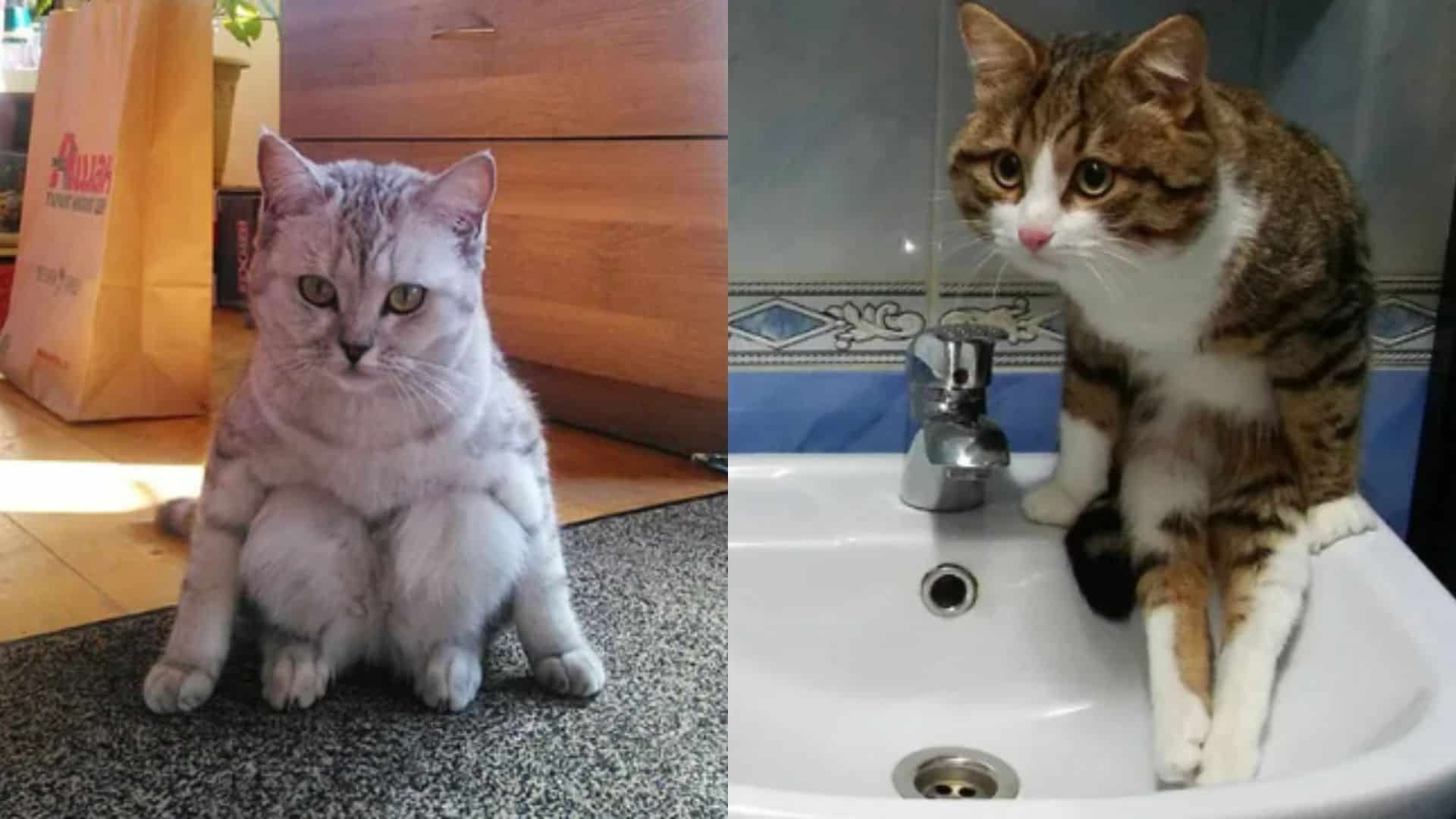 funny cats sitting