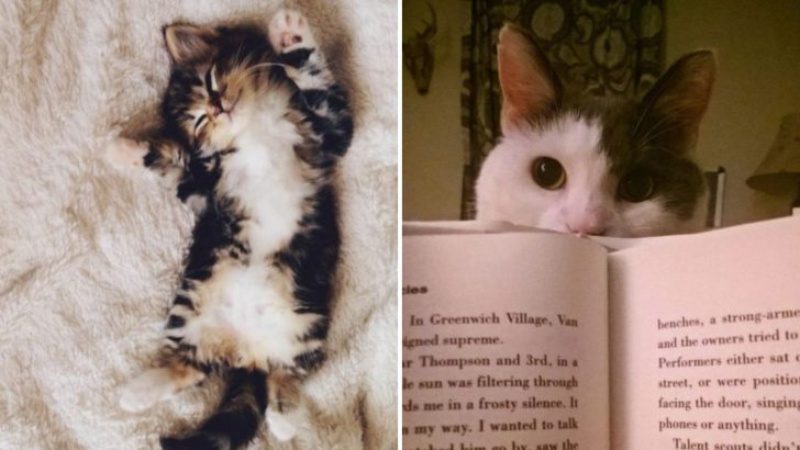 18 Reasons Why Having A Cat Is Better Than Having A Boyfriend