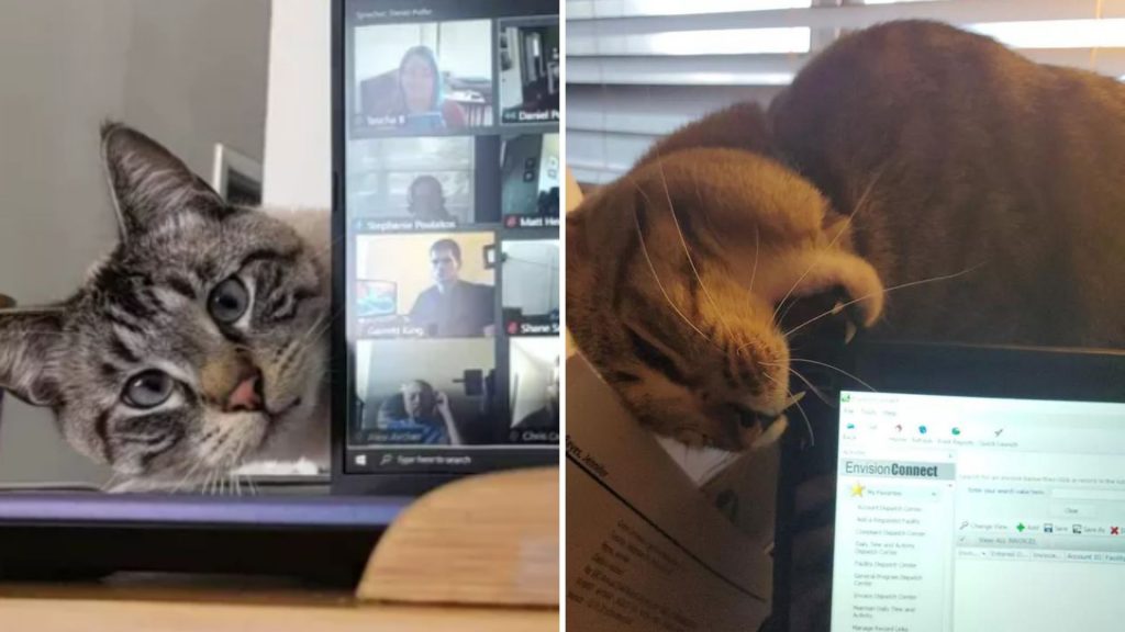 19 Hilarious Cats Crashing Zoom Meetings