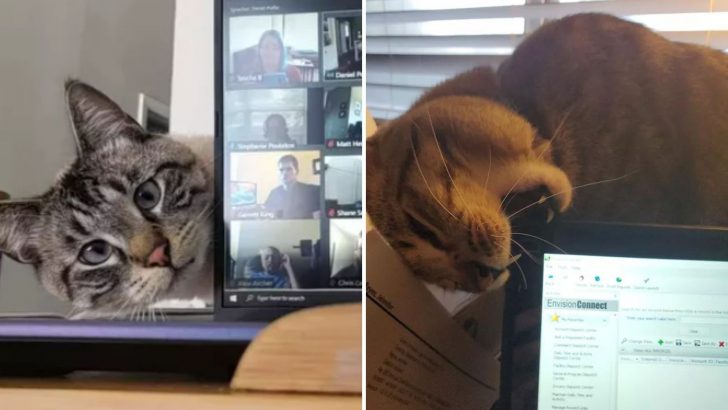 19 Photos Of Cats Crashing Zoom Meetings