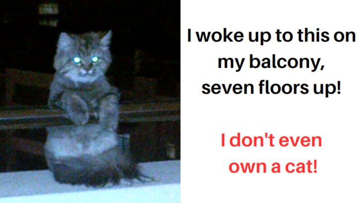 20 Of The Funniest “I Don’t Own A Cat” Moments That Ever Happened 