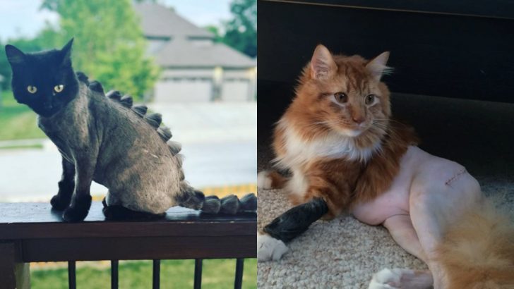 26 Hilarious Photos Of Cats’ Post-Surgery Haircuts Gone Wild