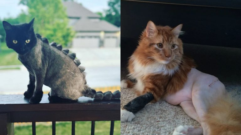 cats with surgery haircuts