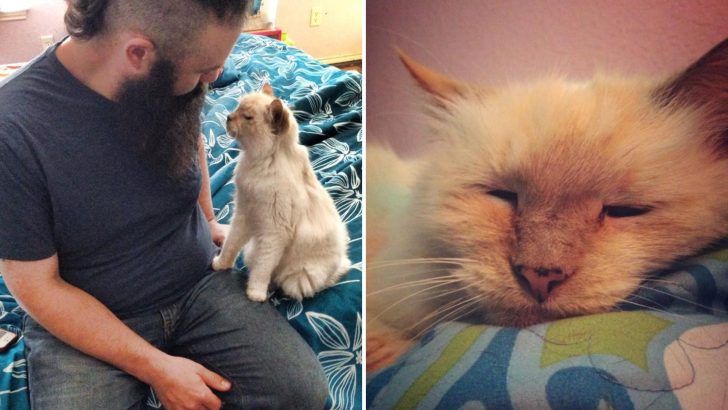 A 17-Year-Old Cat Finds A Loving Home Again After Being Abandoned At The Shelter