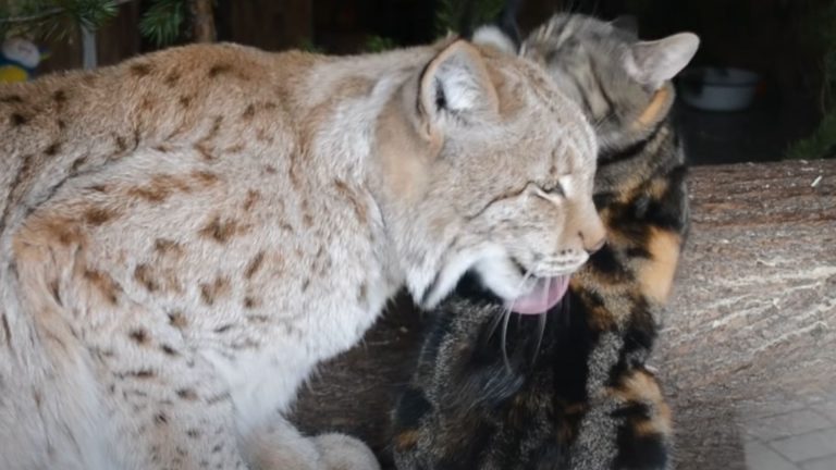 cat snuck into lynx's enclosure