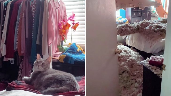 Cat Miraculously Saves Owner’s Life After Staring At The Ceiling For 20 Minutes