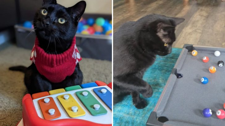 A Dog Person Brings Home A Black Cat And Discovers He’s Incredibly Smart