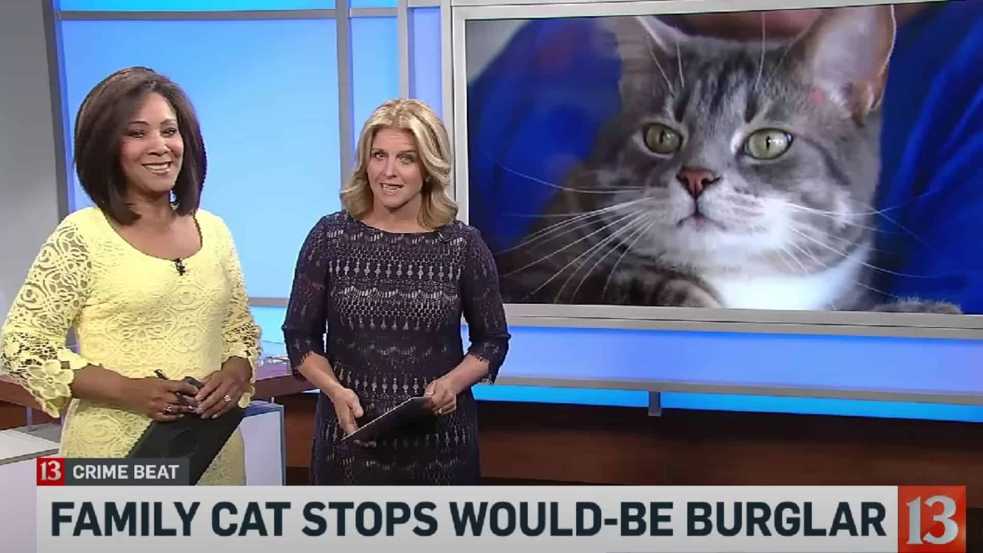 A Family's Pet Cat Stops A Would-Be Burglar