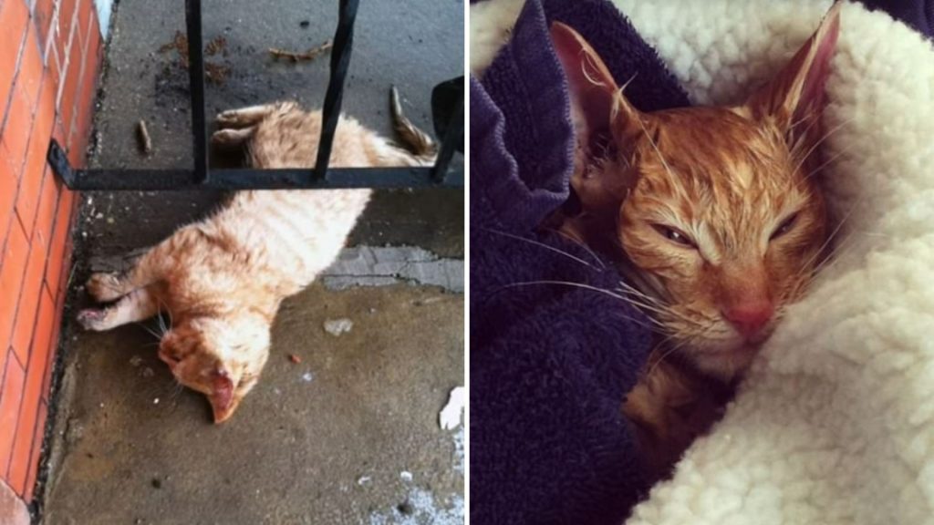 A Frozen Stray Cat Is Nursed Back To Health By A Science Teacher Who Found Her On His Porch