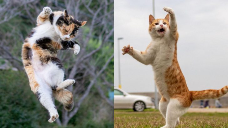 A Photographer Takes Photos Of Cats As If They Were Ninjas And It’s Awesome