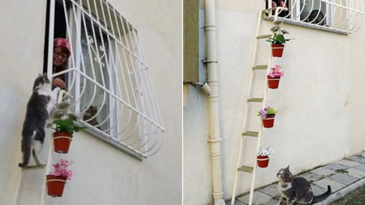 This Woman Builds A ‘Cat Ladder’ To Her Home To Save Stray Cats From The Cold