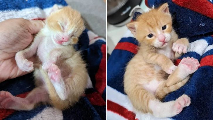 A Polydactyl Kitten With Twisted Legs Gets A Chance To Run Like Other Kittens