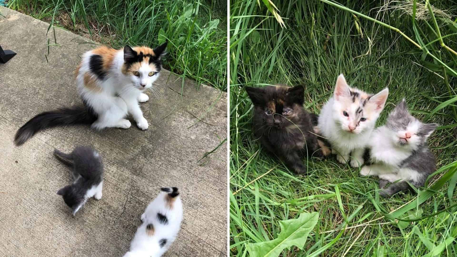 stray cat leads rescuers to her kittens