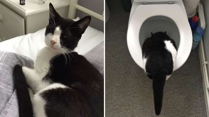 Woman Wakes Up To Discover A Strange Cat Carelessly Lounging In Her Bed