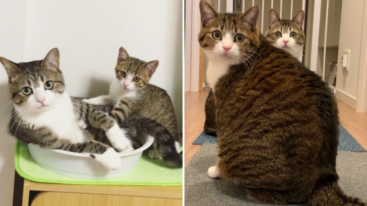 Shelter Cat Gets Adopted And Finds An Unexpected ‘Brother’ In His New Home