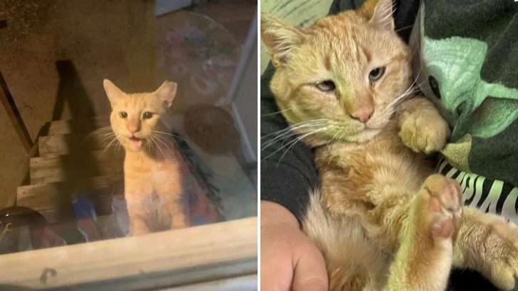 Friendly Cross-Eyed Cat Visits A Woman’s House Every Day, Ready To Leave His Stray Life Behind