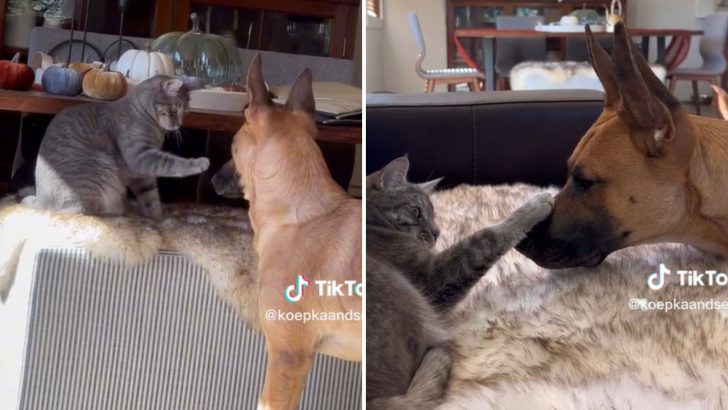 Video Captures A Cat Slapping Her Dog Bro To Teach Him Some Manners